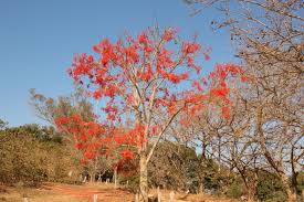 Image result for Erythrina falcata