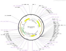 Cerevisiae (yeast) as a mediator of cell division, and is now known to influence a variety of signaling events and cellular processes in a variety of organisms from yeast to mammals. Addgene Yfp Cdc42 N17
