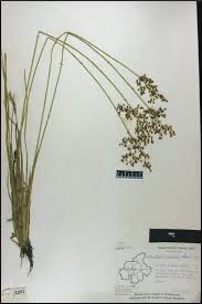Image result for Fimbristylis quinquangularis