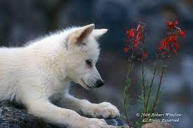 Over 1,576 wolf pup pictures to choose from, with no signup needed. Young Arctic Wolf Pup Canis Lupus With Red Flowers Scarlet Gilia Controlled Conditions Wolf Dog Wolf Pup Baby Wolves