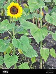 Image result for Helianthus annuus