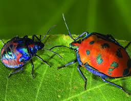 Entomology Department Marks Centennial With Insect Calendar News Bureau Insects Beetle Insect Color Bug