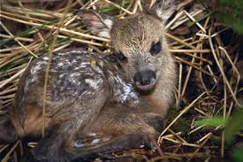 Image result for roe deer