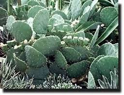 Image result for Cactaceae