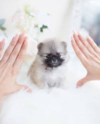 Come meet brownsville paws's pets. Teacup Poodle Puppies For Sale Home Facebook