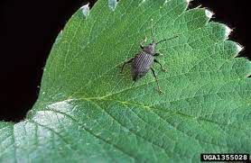 Also, prune any low lying leaves and stems that​ (25) … using insecticides to kill weevils. Black Vine Weevil Damage What Kills Black Vine Weevils