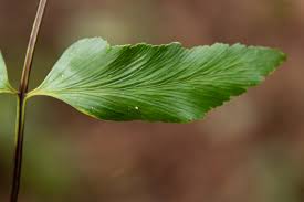 Image result for Asplenium hemitomum
