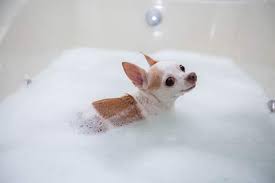 How Often Should You Bathe Your Dog