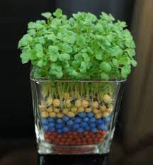 水培盆栽绿植铜钱草套餐含盆拍下6元包邮 值不值得买 food grapes fruit
