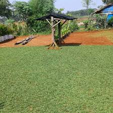 Pola pertembuhannya cenderung menyamping dan tidak lurus, oleh sebab itu kamu. Petani Rumput Taman Rumput Gajah Mini Rumput Jepang Rumput Golf Shopee Indonesia