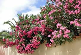 Leander Gyokereztetese Olvasoi Praktikakkal Balkonada Plants Garden Care Trees To Plant