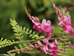 Image result for Indigofera
