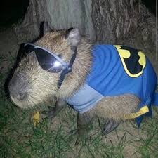 Chucha es una cachorra de carpincho (capibara) de 4 meses que le gusta tomar unos mates escuchando chamame. El Insolito Furor Por Los Carpinchos En Las Redes Sociales