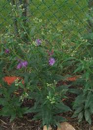 Image result for Vernonia glabra