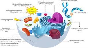 Maybe you would like to learn more about one of these? Frontiers The Toxicity Phenomenon And The Related Occurrence In Metal And Metal Oxide Nanoparticles A Brief Review From The Biomedical Perspective Bioengineering And Biotechnology