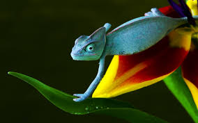 You can change your address as part of the document renewal process. Why Do Chameleons Change Their Colors Wonderopolis