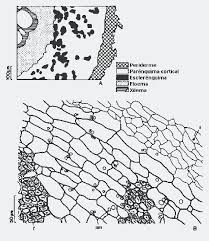 Image result for Indigofera microcarpa