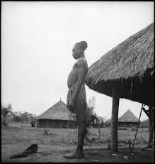 Image result for Hyparrhenia niariensis