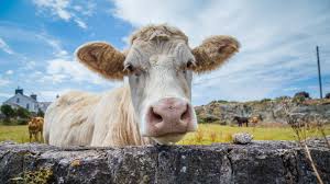 Check spelling or type a new query. Bovine Tuberculosis Tb Prevention In Animals Tb Hub Uk