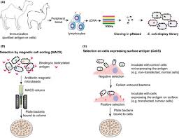 Escherichia Coli Surface Display For The Selection Of Nanobodies Salema 2017 Microbial Biotechnology Wiley Online Library