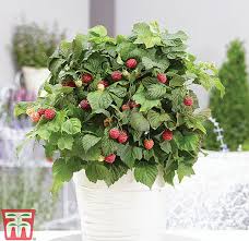 (rubus idaeus) characteristics of raspberries wild raspberry (rubus idaeus) raspberry plant (rubus idaeus) is a plant of the rosaceae family, within which many other shrubs are included, such as bramble (rubus fruticosus), redcurrant (ribes rubrum) or woodland s. How To Grow Raspberries Thompson Morgan