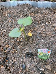 オクラも成長記録つけておく Greensnap グリーンスナップ