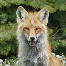 The BEST shot of Mr Mango (photo credit Laurie Rutter) : r/foxes