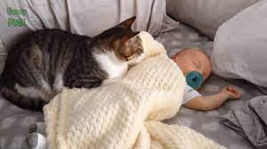 Funny Cats Protecting Babies Compilation 2017 Funny Cats Cats Baby Cats