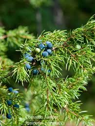 Image result for Juniperus