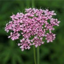 Image result for Pimpinella buchananii