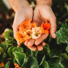 Image result for Nasturtium