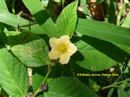 Image result for Sida acuta