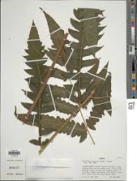 Image result for Blotiella currorii