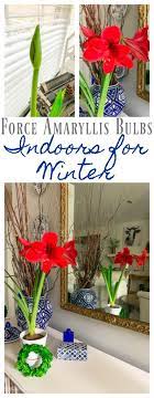 Forcing amaryllis bulbs in water. Force Amaryllis Bulbs For Christmas 2 Bees In A Pod