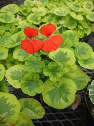 Named after the famous glass structure that housed the 1857 plant exhibition in england. Photo Of The Bloom Of Zonal Geranium Pelargonium X Hortorum Crystal Palace Gem Posted By Paul2032 Garden Org