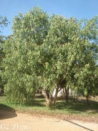 Image result for Schinus molle