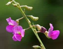 Image result for Tephrosia purpurea