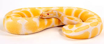 The ball pythons for sale are guaranteed eating , and sexed correctly. Top 50 Ball Python Morphs The A Z Morph Color List Everything Reptiles