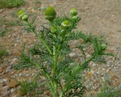 Image result for Matricaria