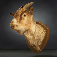 Goat Head Photorealistic 3d Model Animals 3d Model Mammals