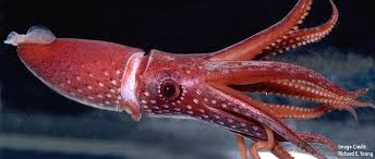 Nature Doesn 39 T Care About Our Human Beauty Standards Case In Point The Cockeyed Squid Has Two Totally Differe Beauty Standards How To Get Sleep Poster On