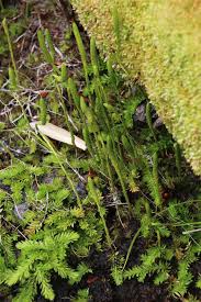 Image result for Lycopodiella caroliniana