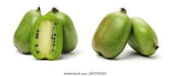Image result for foto minikiwi