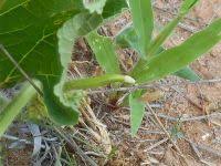 Image result for Cucumis humifructus