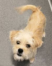 Iowa, ia breeders and rescue organizations. Puppy Alert 3 Month Old Animal Rescue League Of Iowa Facebook