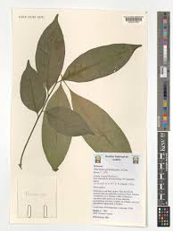 Image result for Trichilia prieuriana