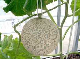 Image result for Cucumis melo