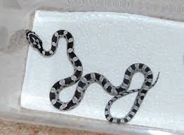 Black And White Corn Snake Morph Pin By Declahn Abbett On A N I M A L S Corn Snake Cute Snake Pet Snake