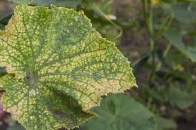Image result for spider mites on cucumbers