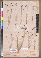 Image result for Bulbostylis filamentosa